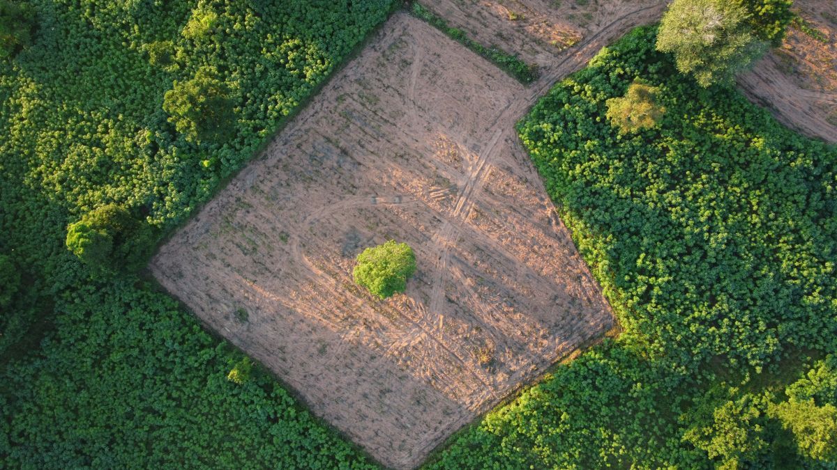 Ціна землі в Україні Ціна землі в Україні