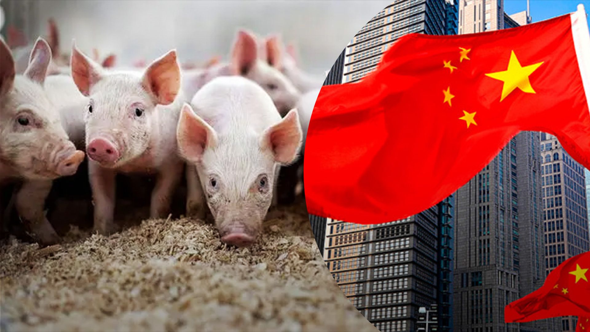 Китай почав антидемпінгове розслідування експорту свинини з ЄС Китай почав антидемпінгове розслідування експорту свинини з ЄС