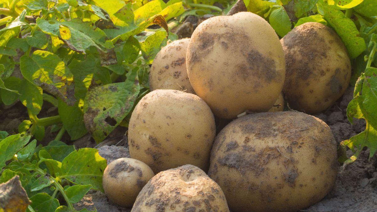 Молода картопля Молода картопля