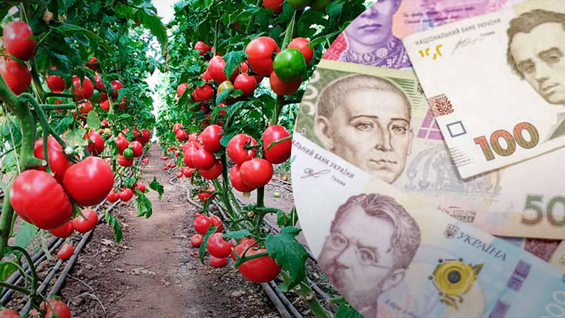 Томати в Україні третій рік б'ють рекорди Томати в Україні третій рік б'ють рекорди