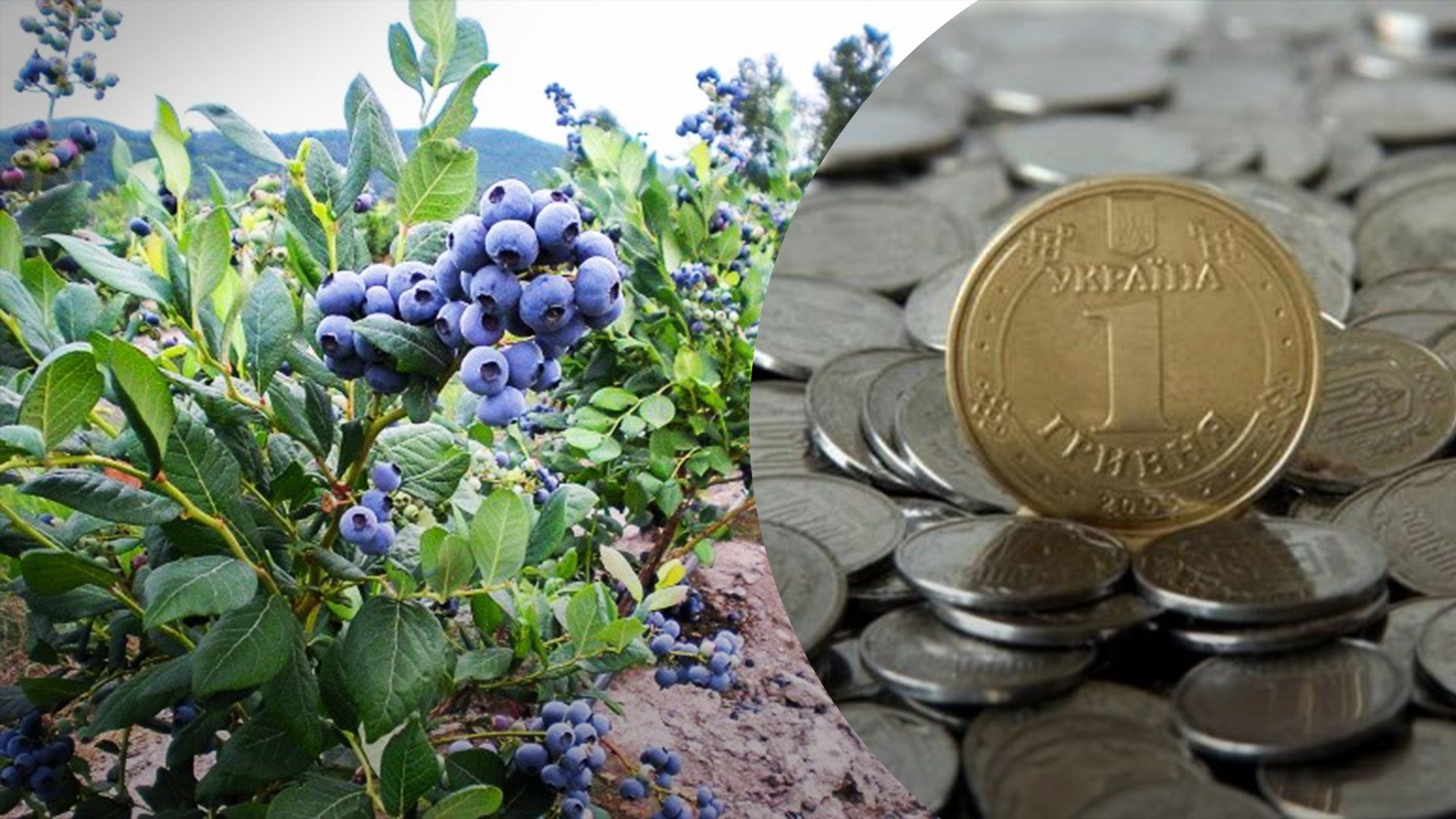 Цена на голубику скоро упадет Цена на голубику скоро упадет