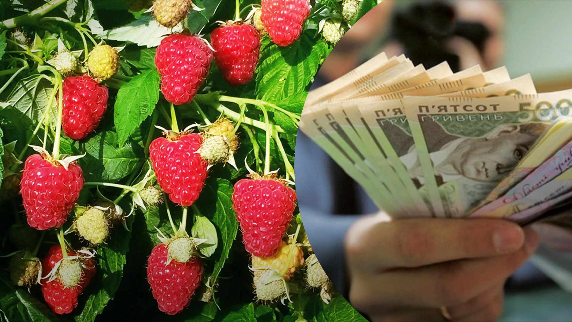 Малина подешевшала удвічі, почався сезон ягоди Малина подешевшала удвічі, почався сезон ягоди