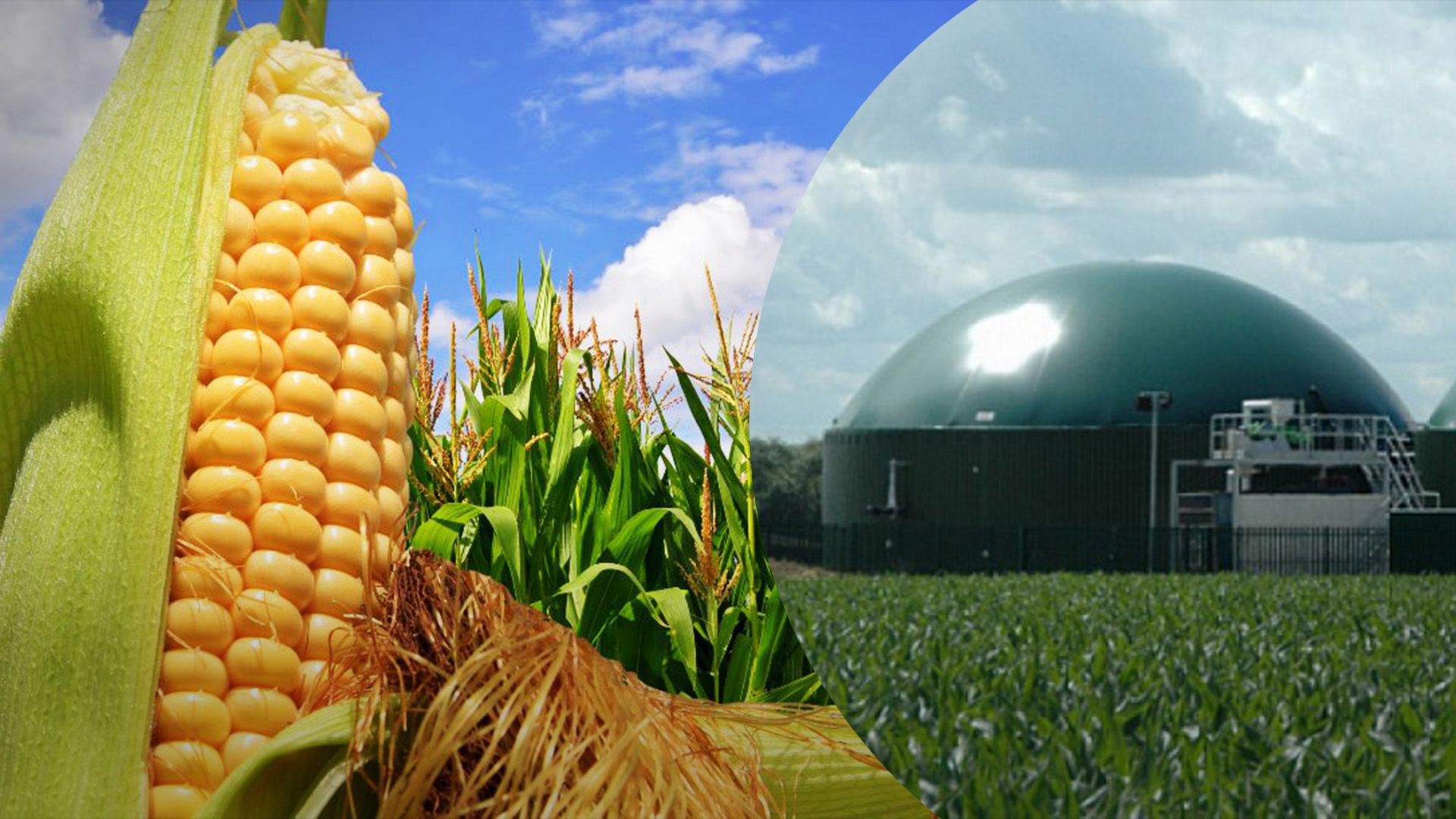 Кукурудза може стати альтернативним джерелом енергії