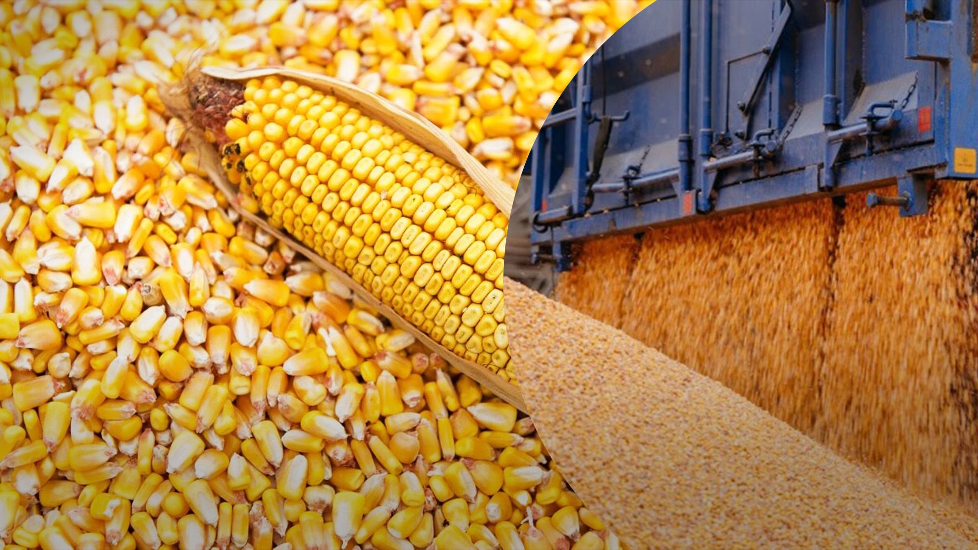 Україна в червні експортувала рекордну кількість кукурудзи