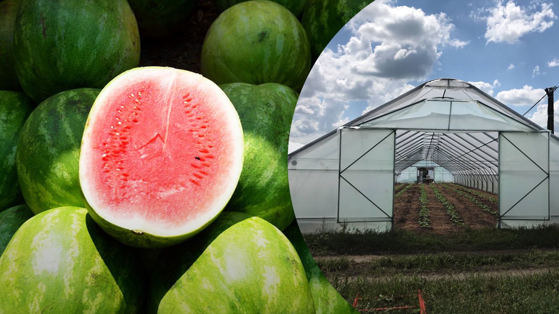 В Украине уже реализуют ранние арбузы В Украине уже реализуют ранние арбузы