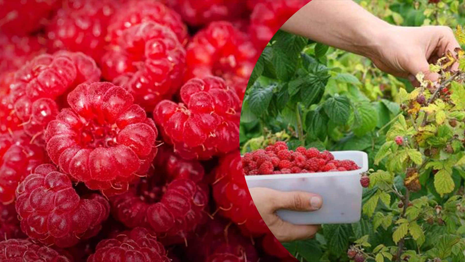 Не хватает людей для сбора малины Не хватает людей для сбора малины