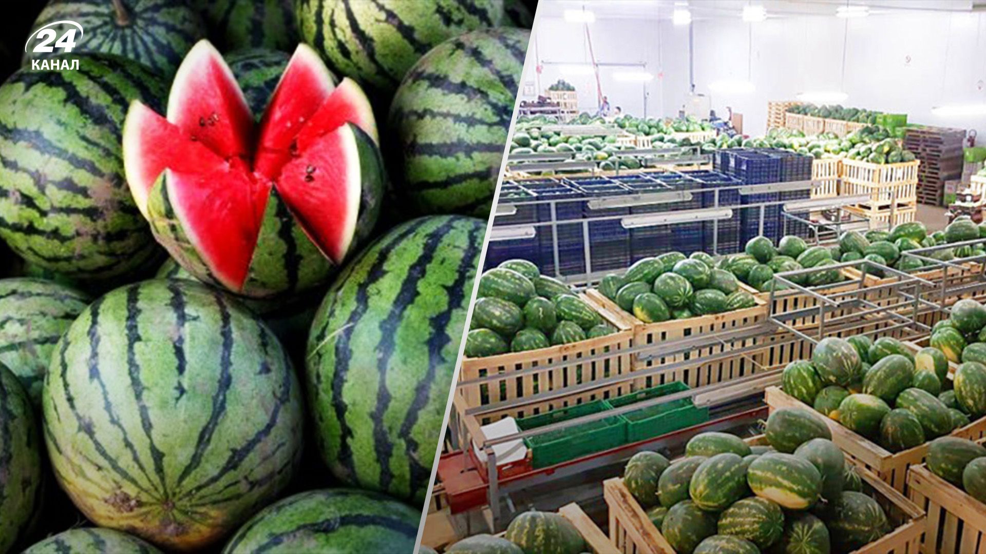На рынок пришли первые партии арбузов На рынок пришли первые партии арбузов