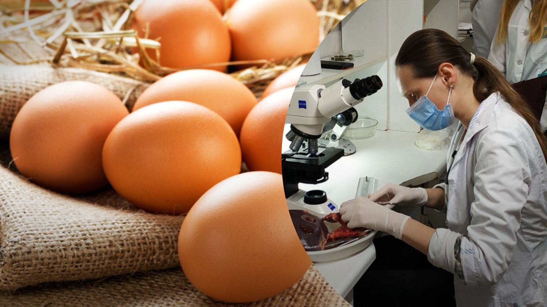 Как купить безопасные яйца Как купить безопасные яйца