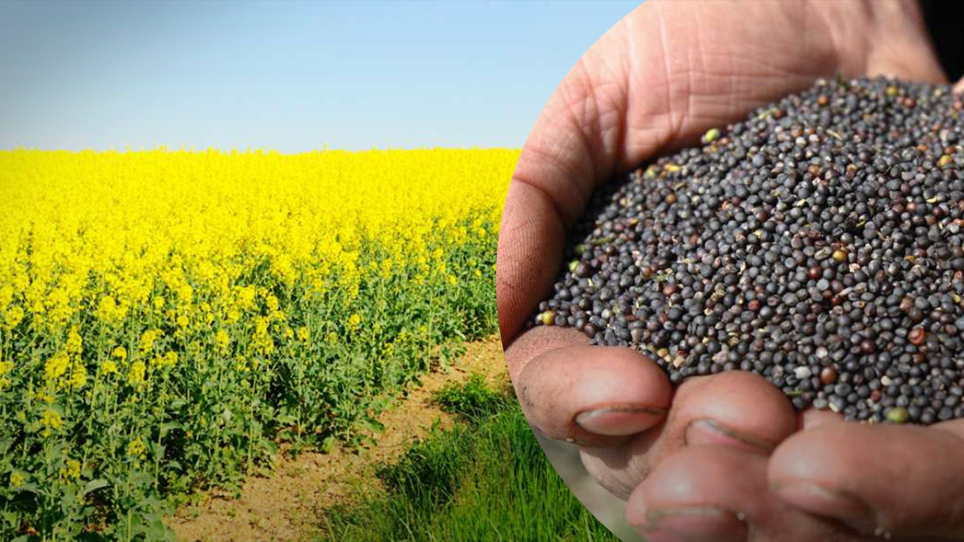 Цены на рапс поползут вверх Цены на рапс поползут вверх