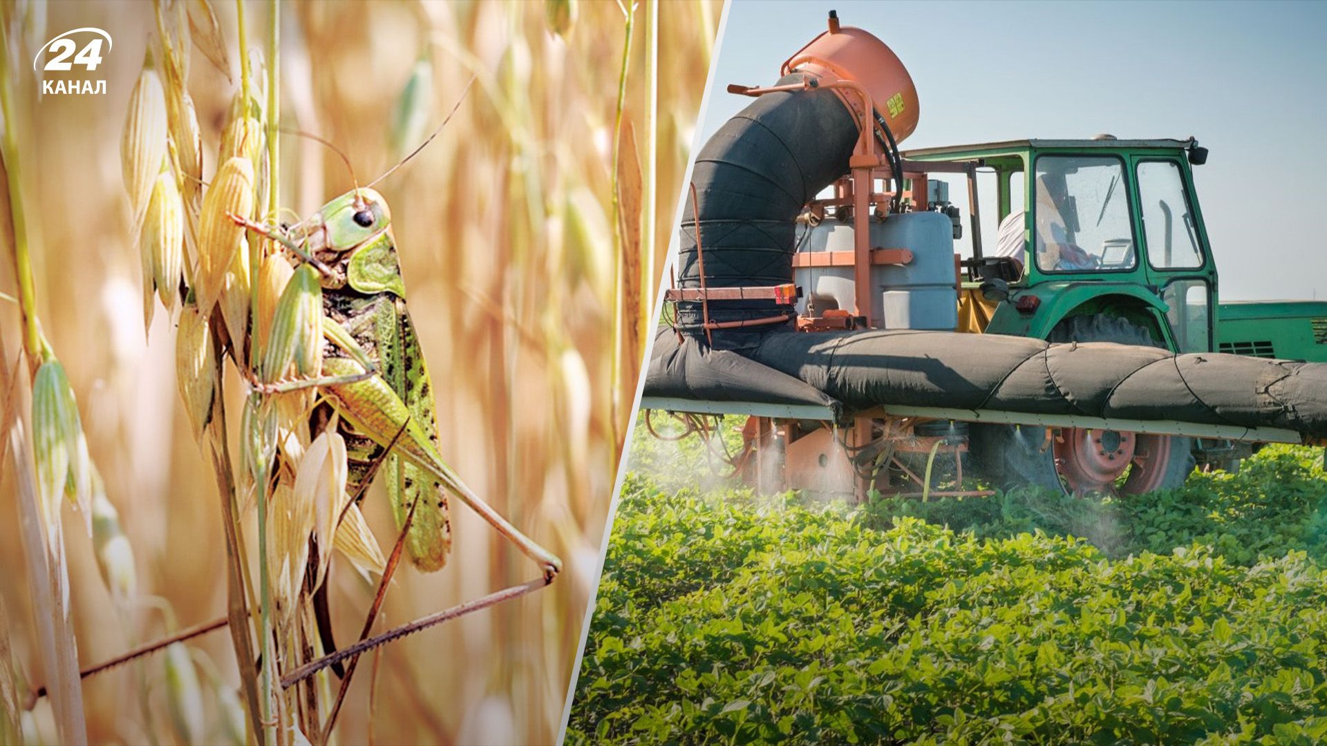 На Одещині та Харківщині посилили нагляд за сараною На Одещині та Харківщині посилили нагляд за сараною