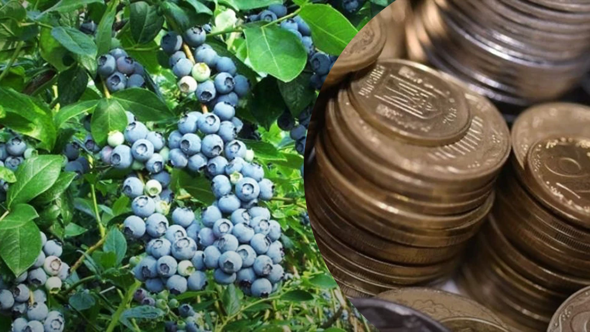 Голубика и другие ягоды упали в цене Голубика и другие ягоды упали в цене