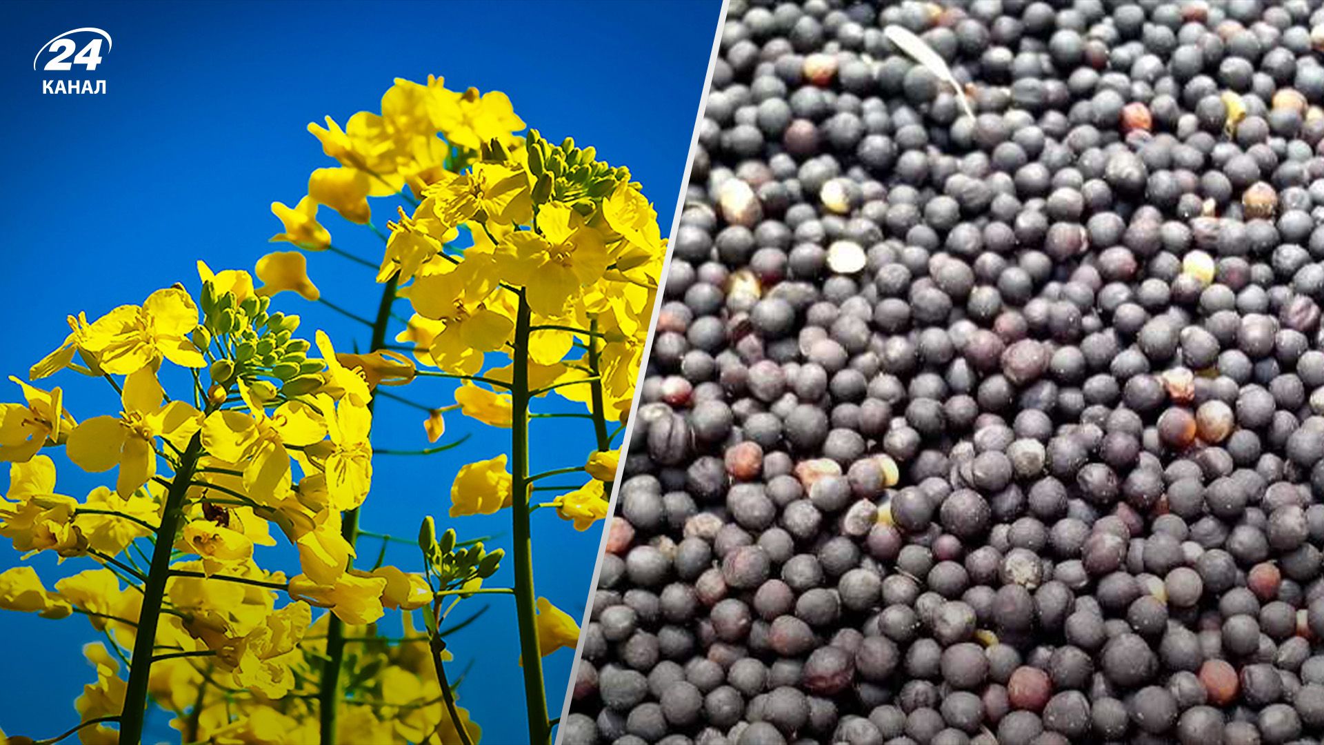 Ріпак подорожчав на світових біржах Ріпак подорожчав на світових біржах