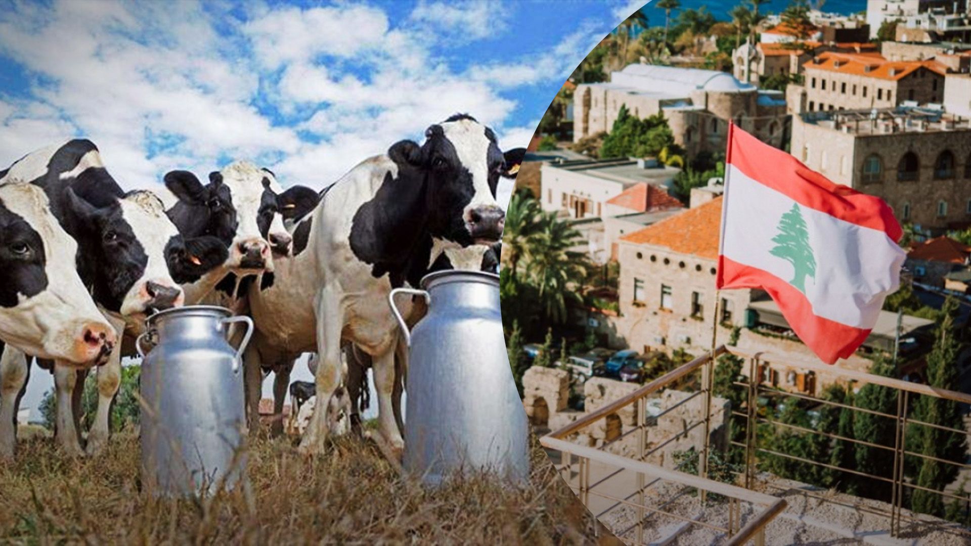 Україна збільшила експорт великої рогатої худоби Україна збільшила експорт великої рогатої худоби