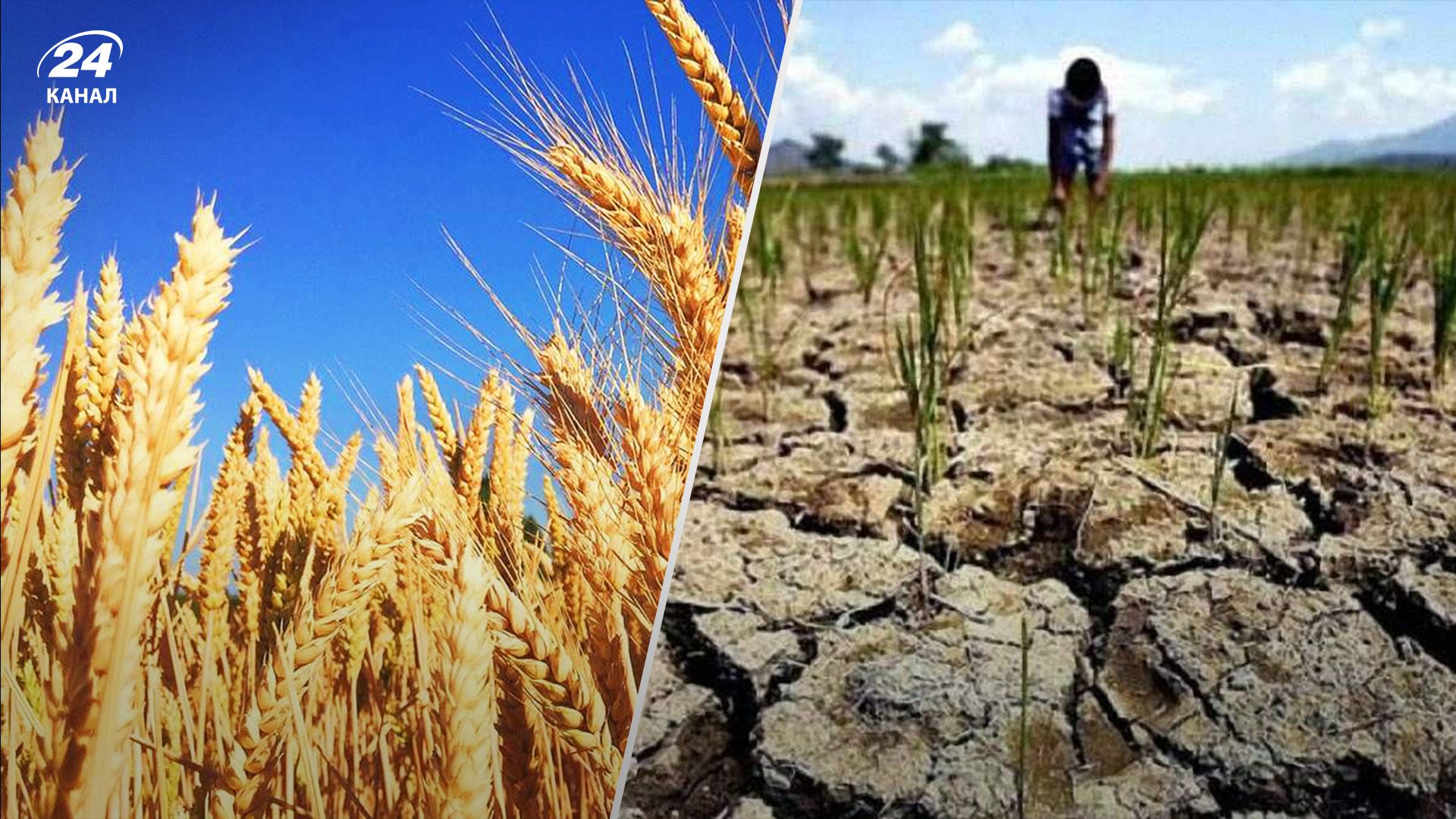 Урожайність пшениці та ячменю впаде Урожайність пшениці та ячменю впаде