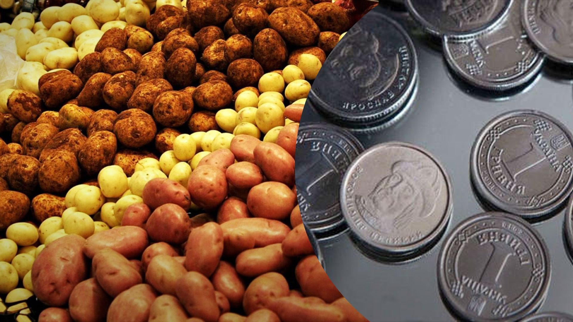 Картопля в Україні дешевшає Картопля в Україні дешевшає