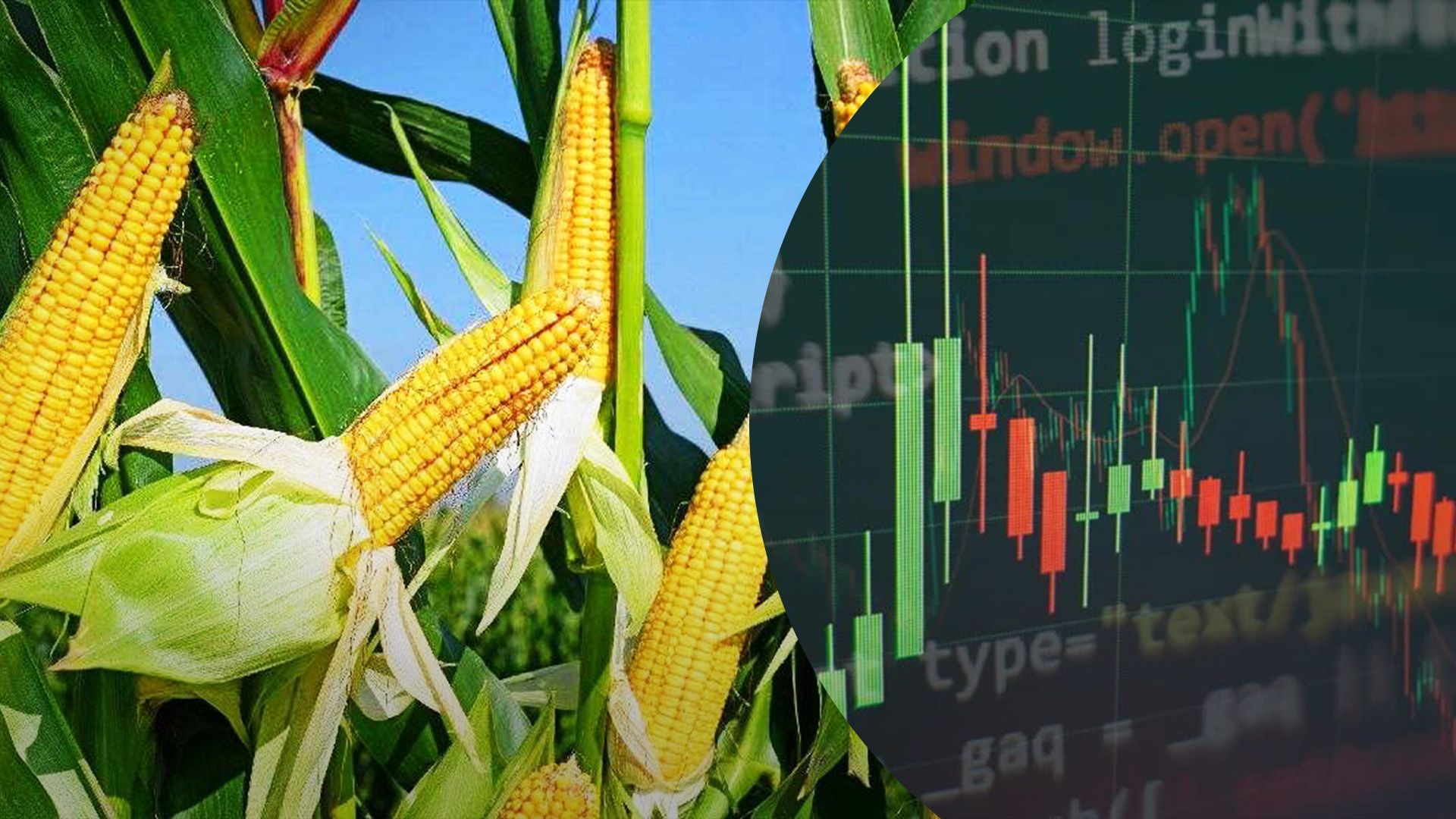 Урожаи кукурузы увеличились Урожаи кукурузы увеличились