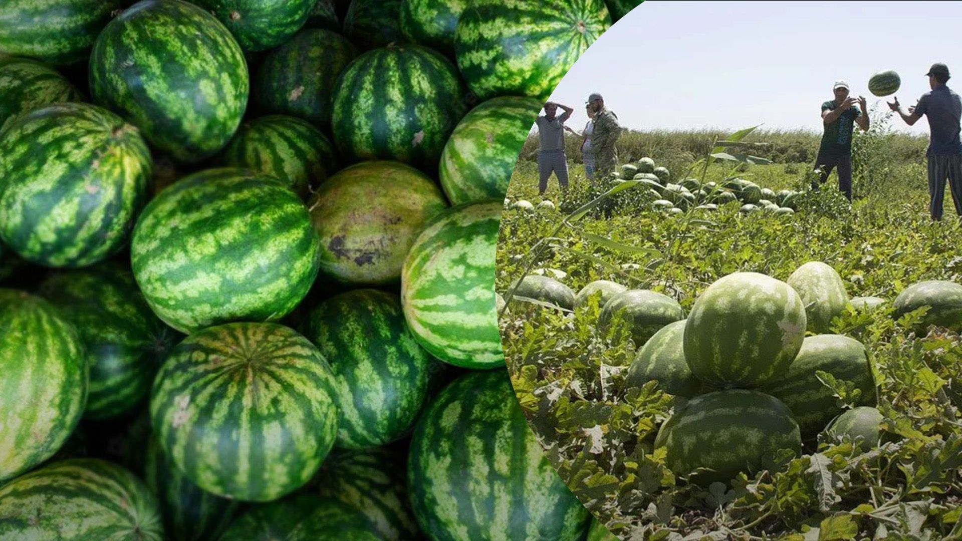 На Херсонщине собрали первые 160 тонн арбузов На Херсонщине собрали первые 160 тонн арбузов