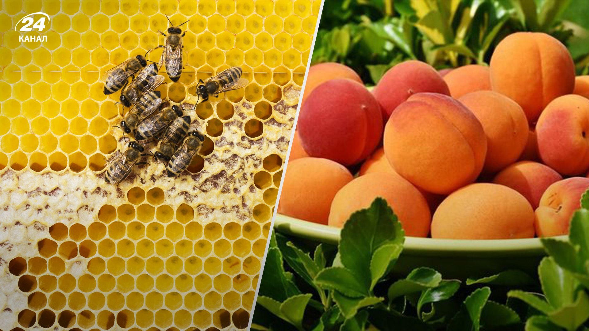 Отключения света не страшны: пчелы помогут украинцам хранить продукты - Агро Отключения света не страшны: пчелы помогут украинцам хранить продукты - Агро