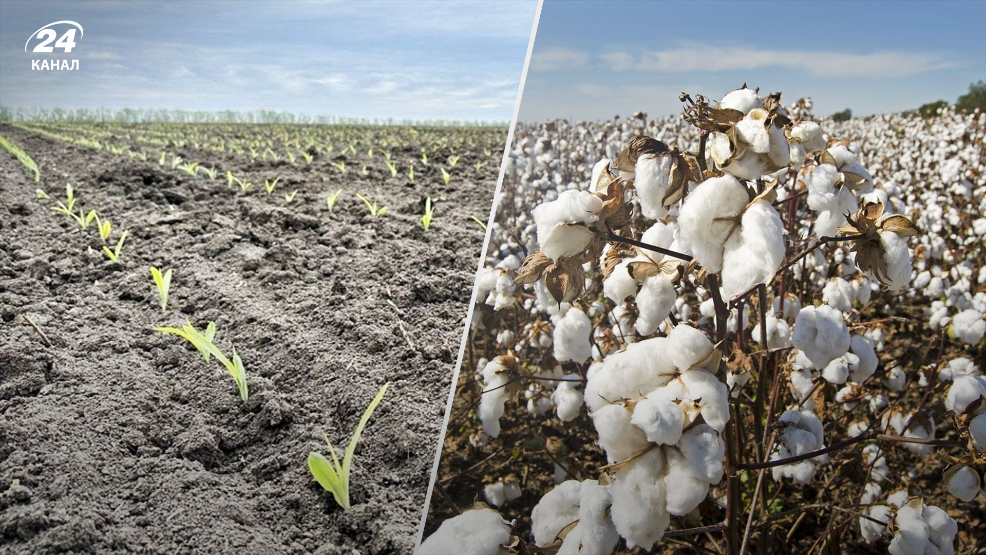 На юге Украины можно выращивать хлопчатник На юге Украины можно выращивать хлопчатник