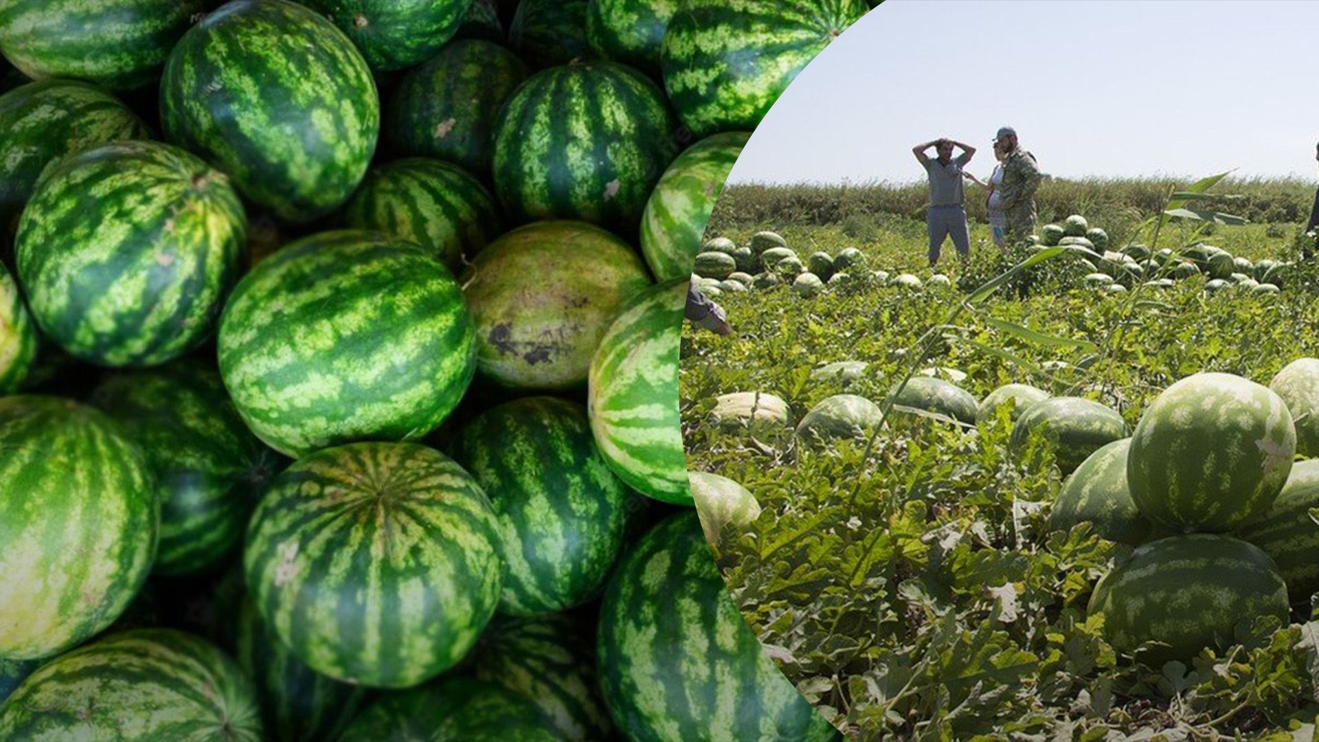 Площа кавунових полів скоротилася удвічі Площа кавунових полів скоротилася удвічі