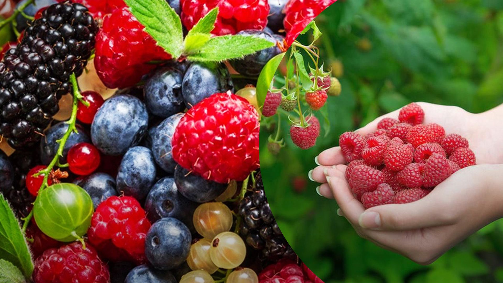 Ягідний сезон у розпалі Ягідний сезон у розпалі