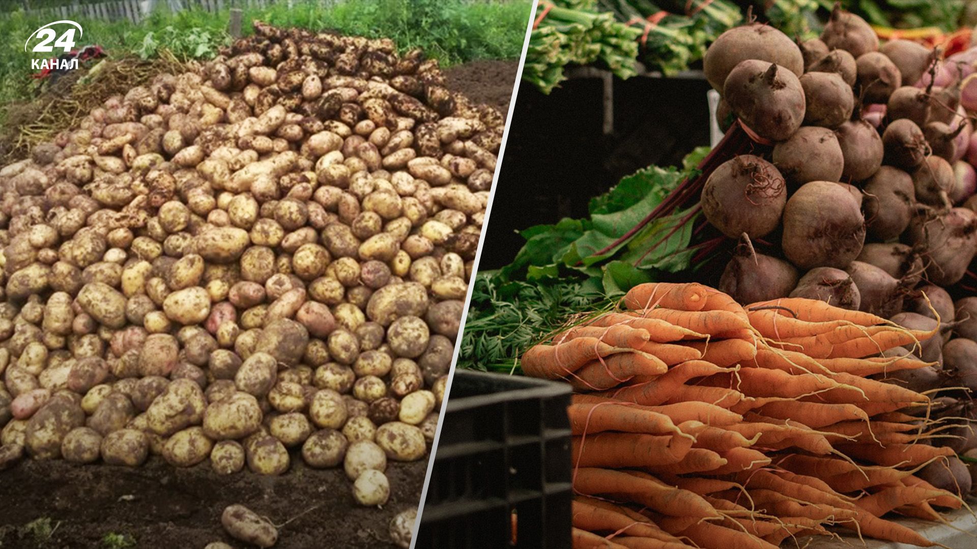 Жара уничтожает урожай овощей Жара уничтожает урожай овощей