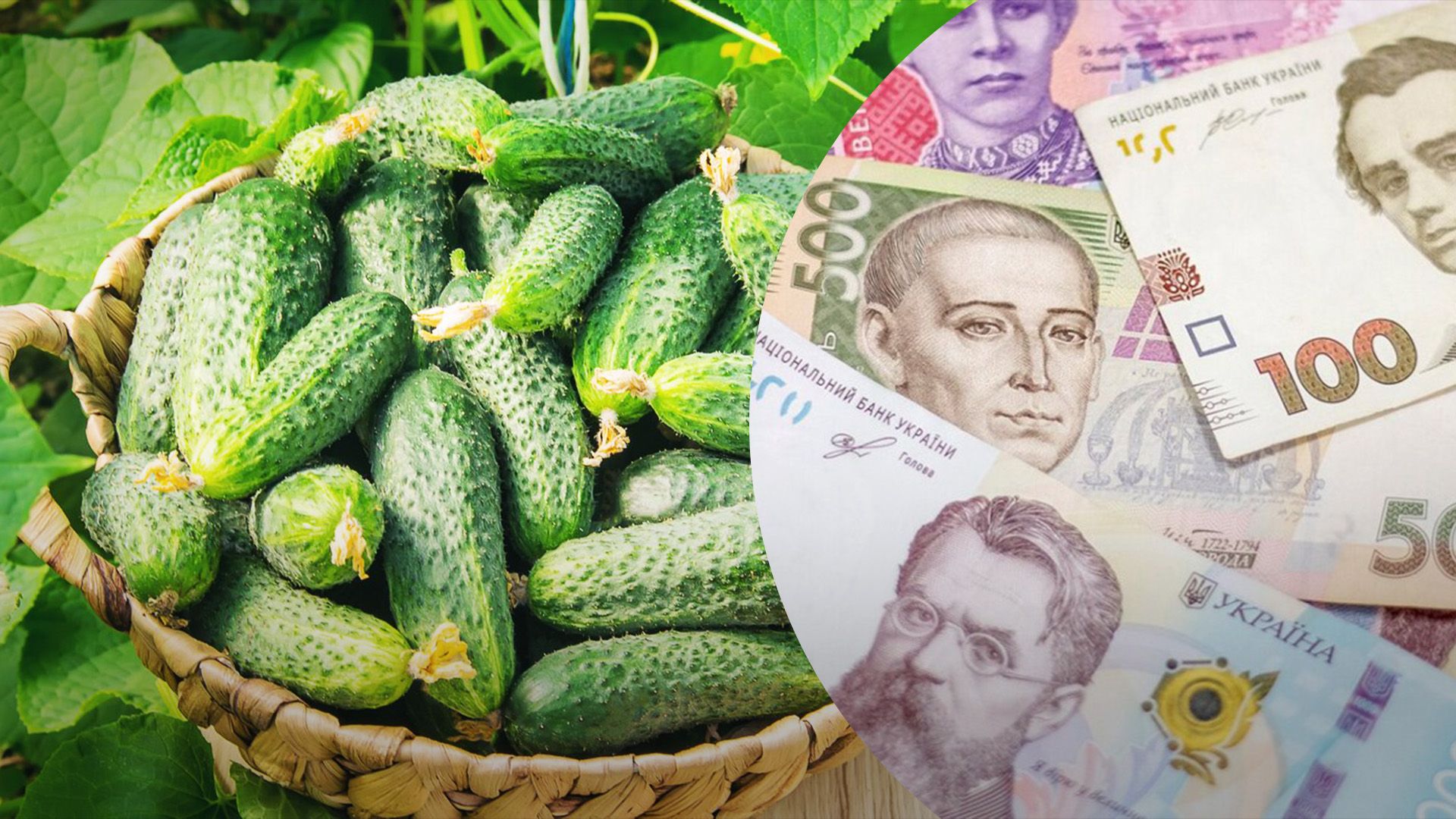 Огірки продовжать дорожчати Огірки продовжать дорожчати