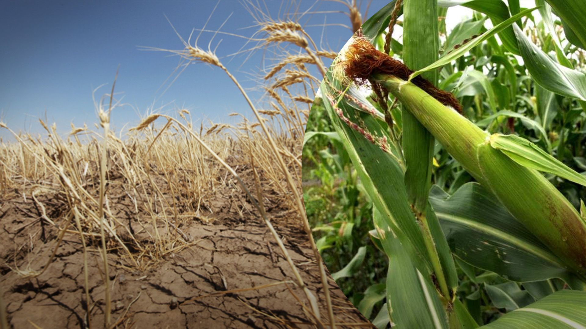 Як спека вплине на врожаї Як спека вплине на врожаї