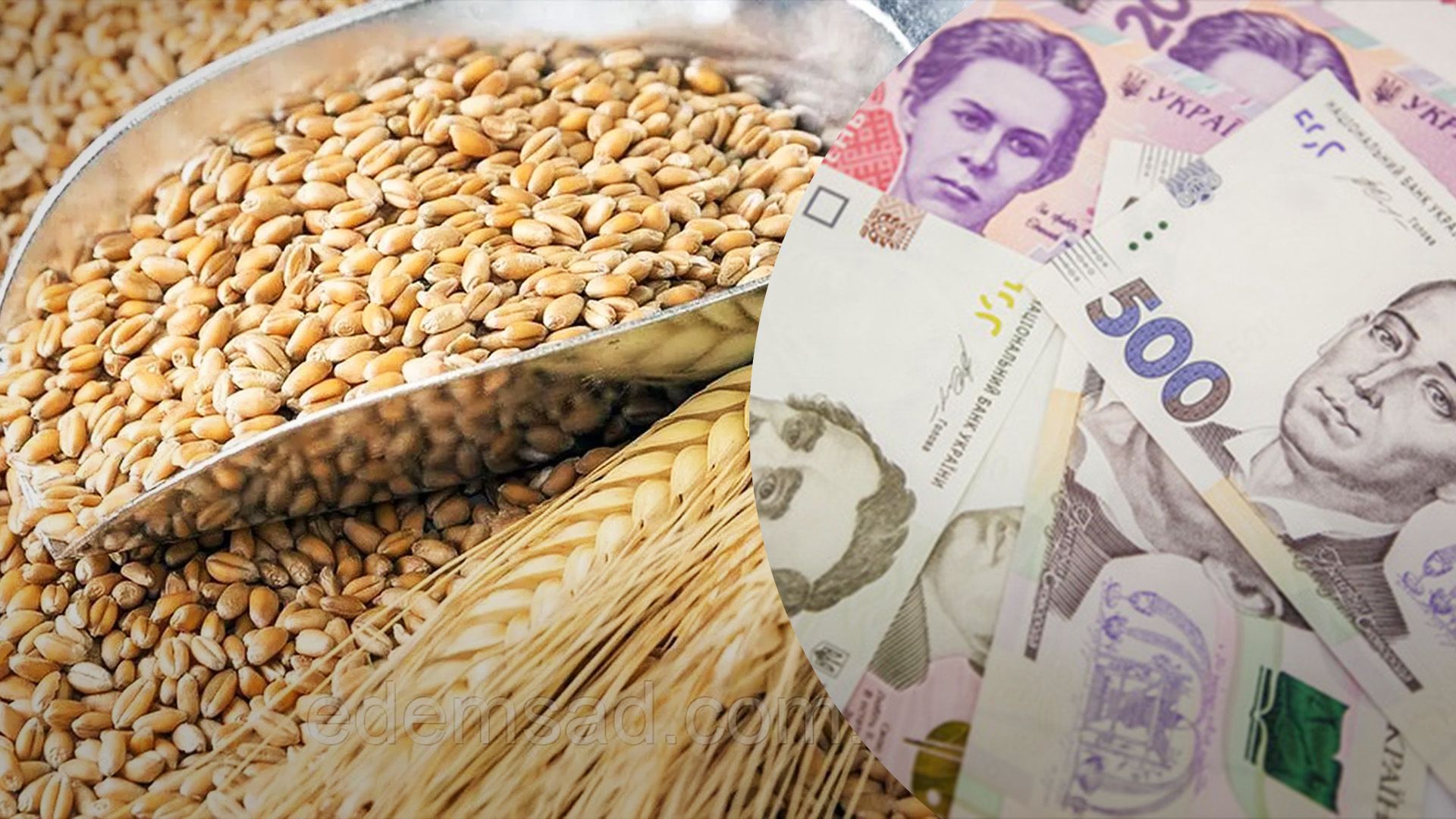 Пшеница подорожала в мире Пшеница подорожала в мире