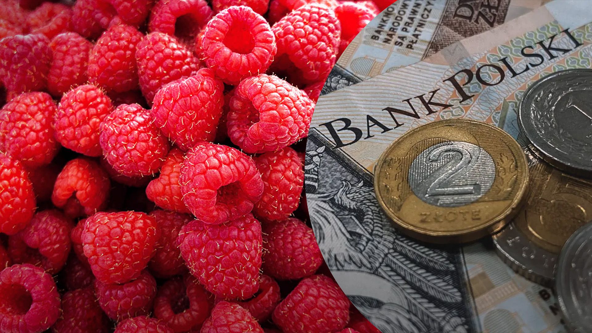 Сколько стоит малина в Польше Сколько стоит малина в Польше