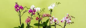 Як правильно пересадити орхідею в домашніх умовах: покрокова інструкція