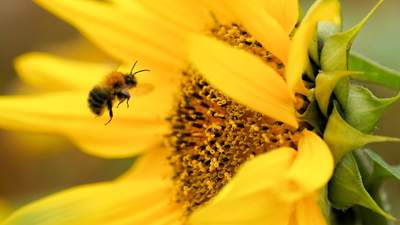 Не виходячи з подвір’я: 5 простих кроків, які врятують життя бджолам