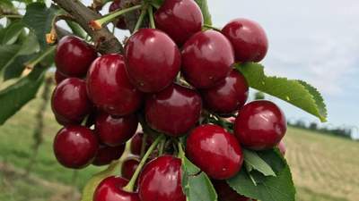 Высокоурожайная и органическая: ученые представили новый сорт вишни