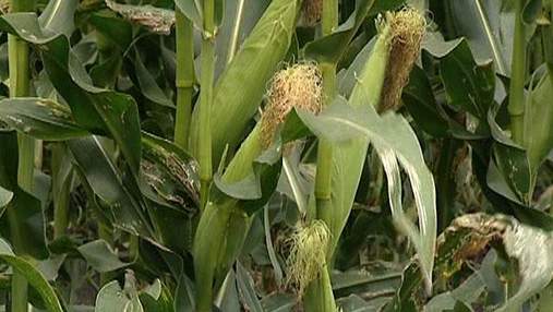 Украина может занять 2 место в мире по экспорту кукурузы