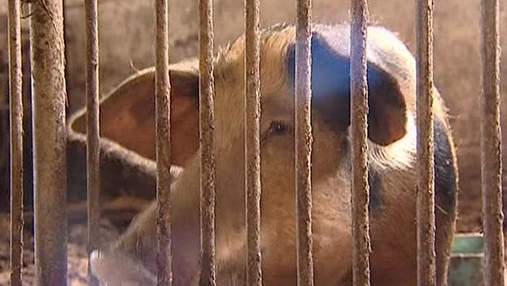 Поголів’я свиней в українських господарствах зменшується