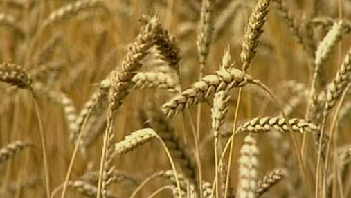 Українські аграрії зберуть менше зерна, аніж розраховували експерти