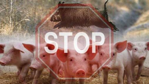 Чума свиней: на границе Польши с Украиной усилили таможенный контроль