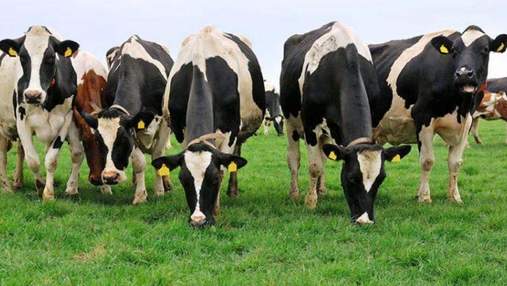 Глобальную проблему выбросов метана может решить диета для скота