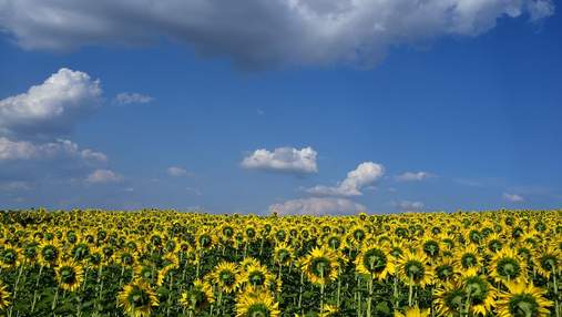 Україна збільшить експорт соняшникової олії