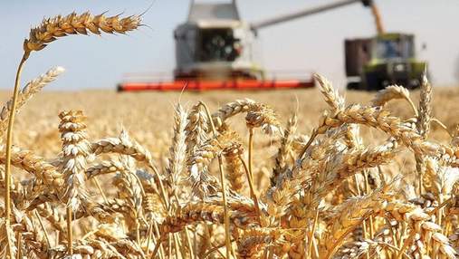Наибольшая экспортная позиция Украины – зерновые и масличные культуры: что будет с ценами