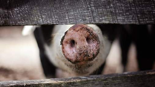 Африканська чума свиней і пташиний грип атакують Європу