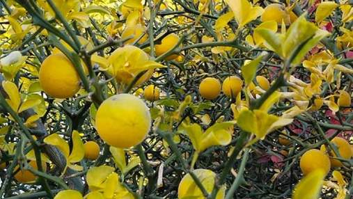 Лимонний рай: в Одесі вродили рідкісні для України фрукти