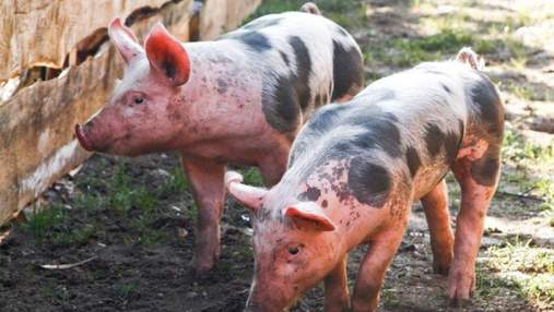 Под Черновцами на свалке нашли тушу свиньи, зараженную африканской чумой