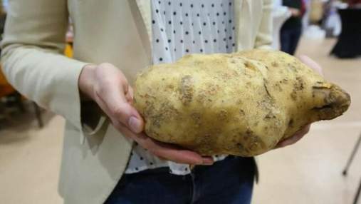 Овощ-гигант: в Польше вырастили гигантскую картофелину