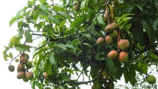 На вигляд – яблуко, смак – банану: фермер з Індії шокував плодами манго