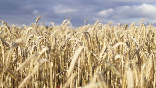 Украинские аграрии будут дешевле страховать урожай