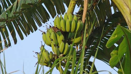 Банани-гіганти: фермери у Папуа-Нова Гвінея вирощують трикілограмові фрукти