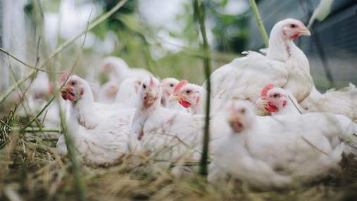 Птичий грипп бушует: в России и Великобритании уничтожают птиц, в Китае серьезно заболел человек