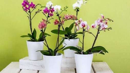 Як правильно пересадити орхідею в домашніх умовах: покрокова інструкція